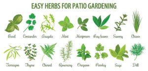 easy-herbs-patio-gardening-SP